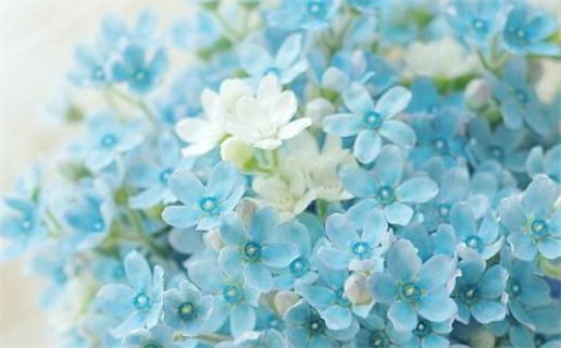 2033年06月08日领证日子如何 宜登记结婚吉日查询 2033年06月08日领证日子如何 宜登记结婚吉日查询