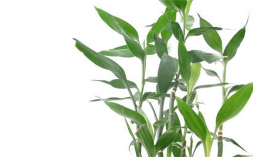 2025年01月20日乔迁日子如何 今日乔迁入宅好吗