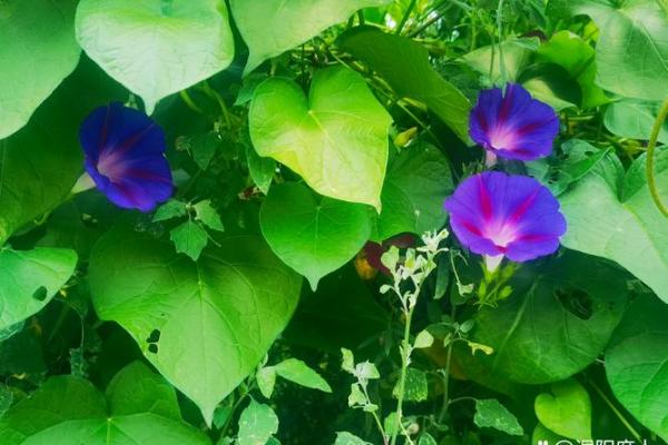 25年12月安装吉日 2024年换煤气灶吉日最新 25年12月安装吉日 2024年换煤气灶吉日最新