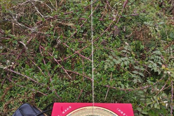 酉山卯向风水秘籍：揭秘家居布局的黄金法则