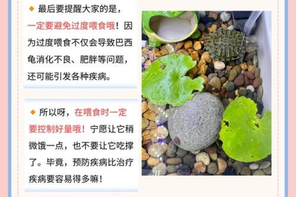 客厅养龟,竟被风水大师警示:小心犯了这些禁忌 客厅养龟,竟被风水大师警示:小心犯了这些禁忌